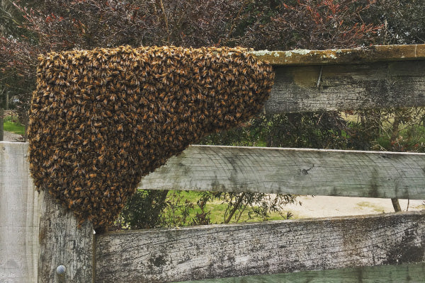 Why do beehives swarm?