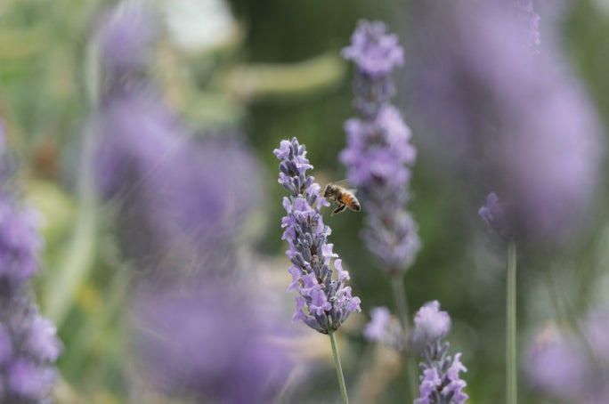 Eight Bee Loving Flowers For Your Garden